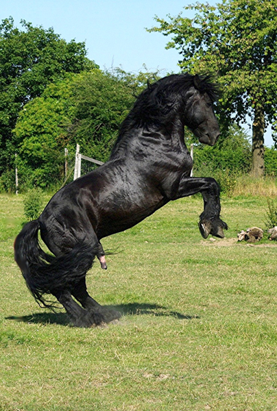 American Percheron 1 (62)